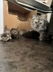 Wunderschöne Perser-Mix Katzenbabys suchen liebevolles Zuhause