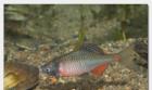 Biotopfische // Fa. Fördefisch
