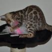 Reinrassige Bengalkitten aus top Verpaarung abzugebe
