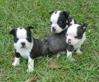 Boston Terrier reinrassig zum verkauf