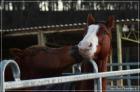 Westernreiten im Bergischen Land Wermelskirchen in der Nähe von Köln