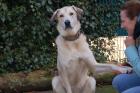 ZIMTSCHNECKE - Kangal-Mix - 4 Jahre - Tierhilfe-Franken e. V.