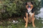 JEEN BALU - Schäfer-Berner-Sennen-Mix - 4 Jahre - Tierhilfe-Franken e. V.