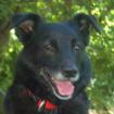 SAMMY DEDLUXE - Mix - 9 Jahre - Tierhilfe-Franken e. V.