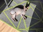 Sphynx Katze sterilisiert 2 Jahre alt