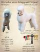 WELPEN WEßER KONIGSPUDEL - WHITE STANDART POODLE