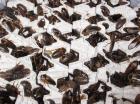 1/ 2 kg argentinische Waldschaben Mix Blaptica dubia 25 EUR