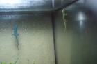 Lygodactylus williamsi Weibchen zuVerkaufen