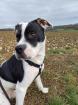 Amerikanische Bulldogge zu verkaufen