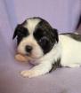 Shih Tzu Mädchen Luna