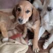Abby - ein ruhiges Wesen mit gesunder Neugier