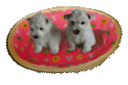 Hundekorb Katzenkorb Brotkorb