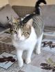 Aurora - Schmusekatze sucht Zuhause als Einzelprinzessin