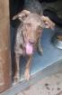 Snickers - Liebe Junghündin Snickers sucht Zuhause