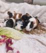 Süße Meerschweinchen-Babys suchen liebevolles Zuhause