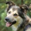 JOVI - Collie-Mix - 3 Jahre - Tierhilfe-Franken e. V.
