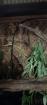 Kronengecko Correlophus ciliatus