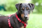 CHAPI - Terrier-Mix - 4 Jahre - Tierhilfe-Franken e. V.