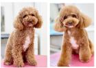 Hundefriseur Groomer