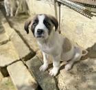 Pearl sucht ein passendes Zuhause