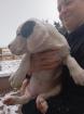 Dogo Argentino Welpen