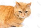 Rote Tigerkatze gefunden - Augsburg - Oberhausen - September 2024