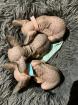 Wunderschöne Kitten suchen liebevolles Zuhause ab Ende des Monats