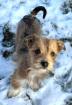 Felinchen - Allerliebstes Strubbel-Mini-Hundekind Felinchen
