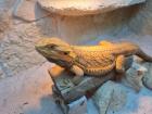 2 männliche Bartagame Pogona vitticeps suchen ein neues Zuhause Einzelabgabe möglich
