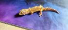 Gecko Männchen in gute Hände abzugeben