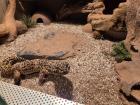 Biete Leopardgeckos an