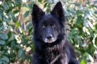 LAUNA - Groenendale-Mix - 6 Jahre - Tierhilfe-Franken e. V.