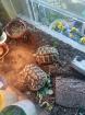 Griechische Landschildkröten