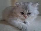 Britisch-langhaar-Kitten weiblich seriöse Abgabe aus Familienaufzucht