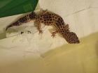 Terrarium zwei Leopardgeckos