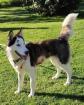 Lolita - Ein Bild von einem Hund und eine ganz Liebe Husky-Mix-Dame Lolita