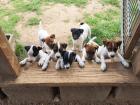 Parson Russel Terrier x Foxterrier