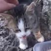 Fundkatze LUISA sucht ein Zuhause