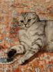 Scottish Fold / BKH Mischling Kätzin 1 5 jahre alt