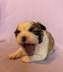 Shih Tzu Welpen