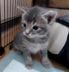 Somali Mix Kitten