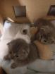 BKH-Kitten suchen Zuhause