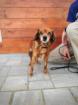 Winona - ruhige liebe Seniorin