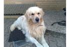 Deckrüde Golden Retriever