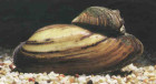 Fa. Fördefisch bietet Teichmuscheln- Teichmuscheln - Gegen Algen im Gartenteich