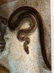1. 0 Boa Constrictor Hypo Leopard - 2020