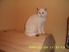 BKH KATZE WEISS