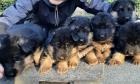 Sehr schöne schwarz-braune Schäferhundwelpen zu verkaufen.
