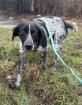 Lady -edle Hundedame sucht aktives Zuhause