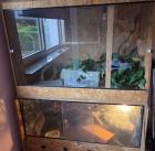 Zu Verschenken. 4 Kornattern inkl. TERRARIEN